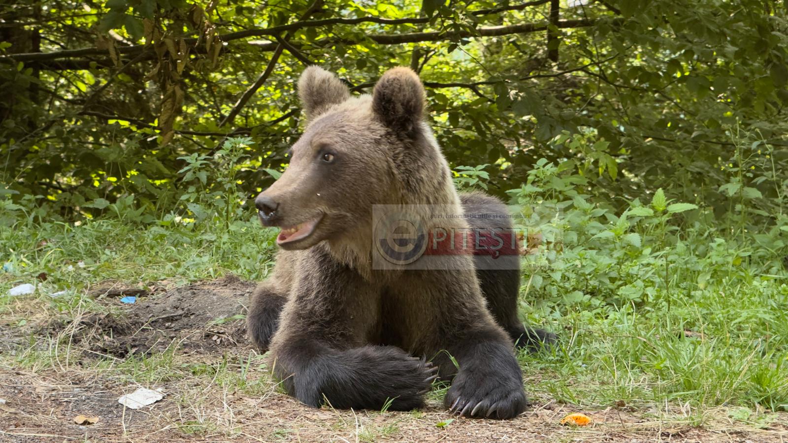 Bărbat atacat de urs în Argeș!