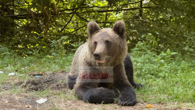 Urși semnalați în patru localități din Argeș. A fost emis Ro-Alert