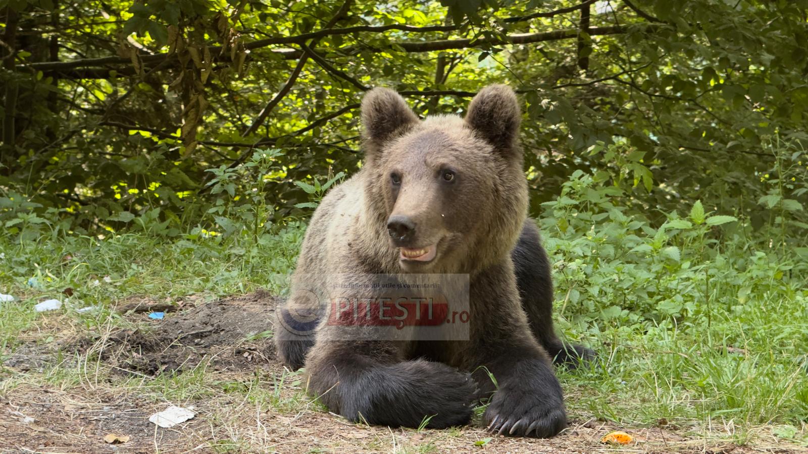 Urși semnalați în patru localități din Argeș. A fost emis Ro-Alert