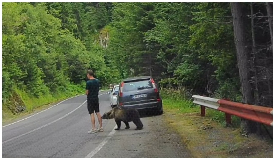 Clipe de groază pe Transfăgărășan: Un urs s-a apropiat la câțiva centimetri de un turist. Totul a fost filmat