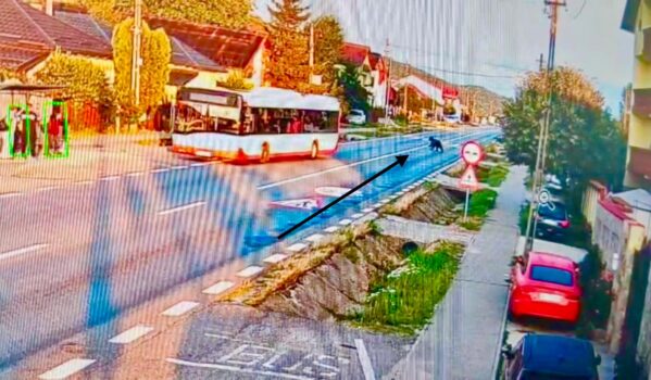 Imagini video înfricoșătoare: Un urs traversează strada, lângă Pitești! Oamenii din stație așteptau autobuzul