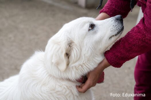 Studiu în Argeș: 6.936 de câini fără stăpân în 2026, față de 17.000 în 2012! EDUXANIMA și PETA Germania cer sterilizare, identificare și educație