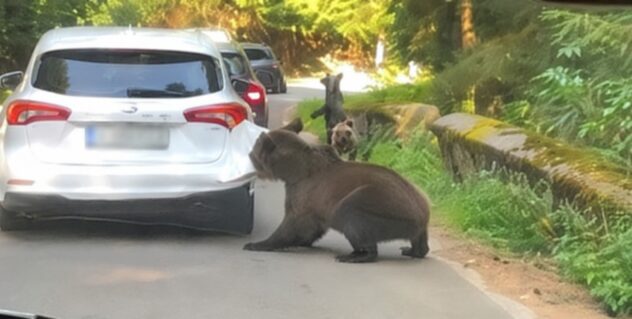 Transfăgărășan: Un urs s-a apropiat de o mașină și i-a smuls bara din spate