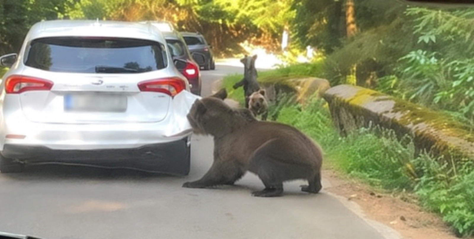 Transfăgărășan: Un urs s-a apropiat de o mașină și i-a smuls bara din spate