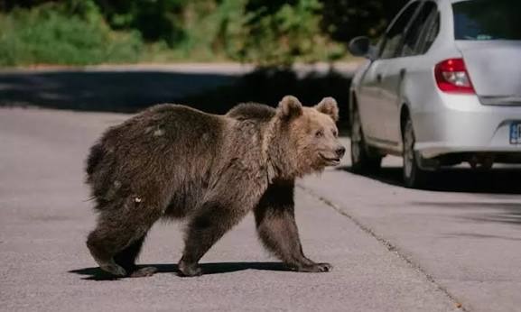 Urși din nou în Argeș: Localitățile Sălătrucu și Stoenești, vizate de mesaje Ro-Alert