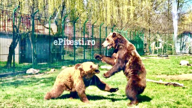 Anunț important de la Grădina Zoologică Pitești pentru copii, elevi și studenți