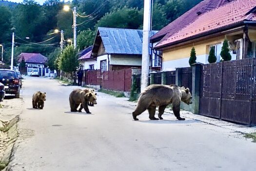 Localități din Argeş invadate de urși!
