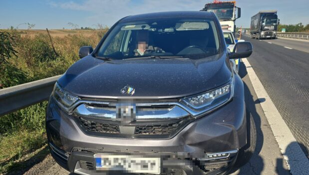Porc lovit de o Honda pe A1 Pitești-București