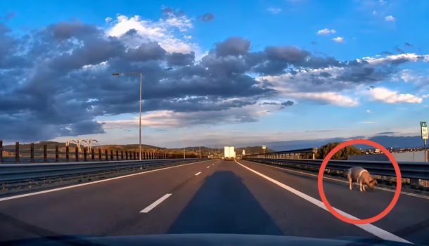 Porc sărit din remorcă pe Autostrada A1