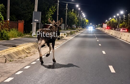 Elan lovit de TIR, pe DN73, lângă Pitești!