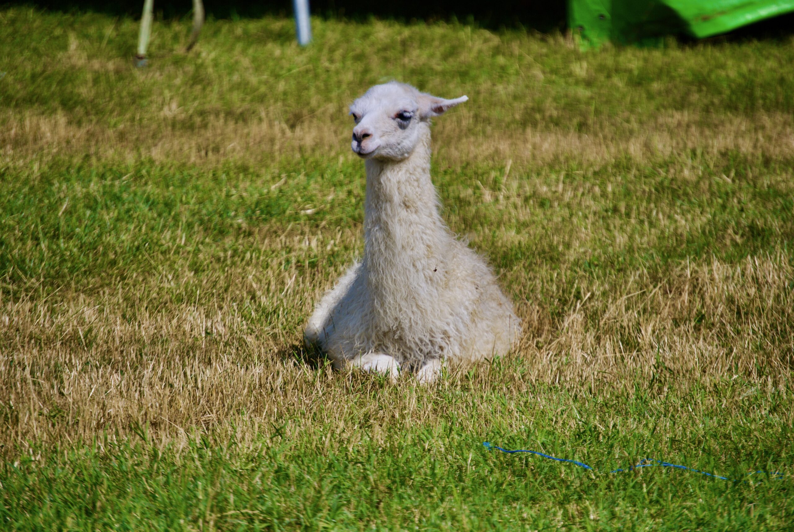 Zoo Park România