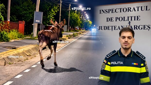 Poliția Argeș, oficial: Cum s-a produs, de fapt, accidentul cu elan de pe DN 73