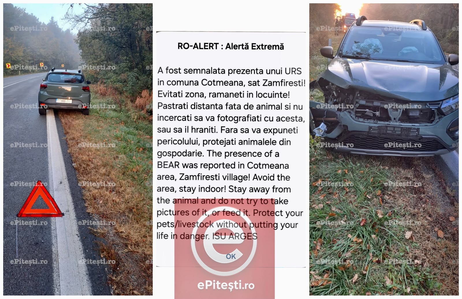 Accident pe DN7, în Argeș! O mașină a lovit un urs la Cotmeana. RO-Alert emis