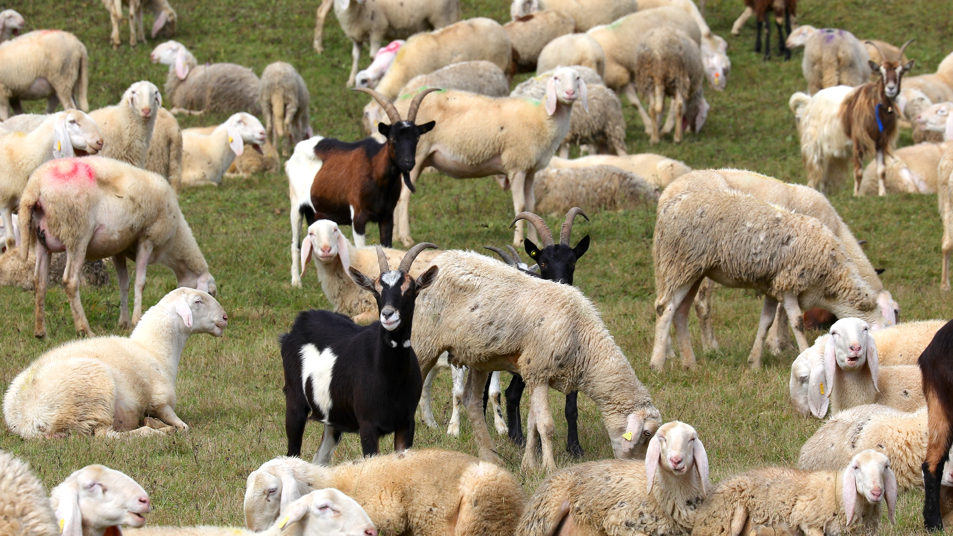 Alertă sanitar-veterinară! Focar de variolă ovină și caprină într-un județ din România
