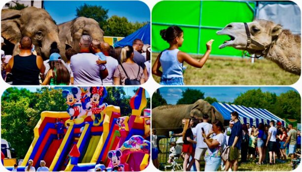 Zoo Park cu zebre, pinguini și zeci de animale: experiență spectaculoasă pentru copii, cu elefanții hrăniți din mână