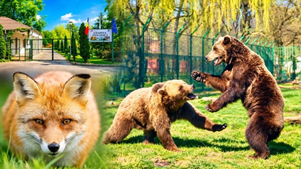 Schimbare importantă la Zoo Pitești! Ce trebuie să știe toți vizitatorii